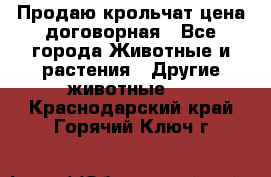 Продаю крольчат цена договорная - Все города Животные и растения » Другие животные   . Краснодарский край,Горячий Ключ г.